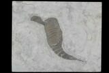 Eurypterus (Sea Scorpion) Fossil - New York #86878-1